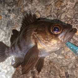 爆風メバルプラッキング