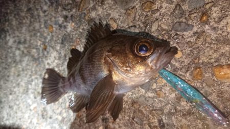 爆風メバルプラッキング