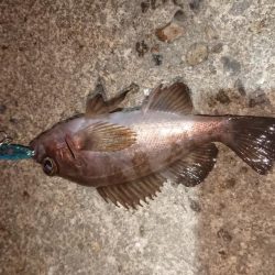 懲りずメバルプラッキング