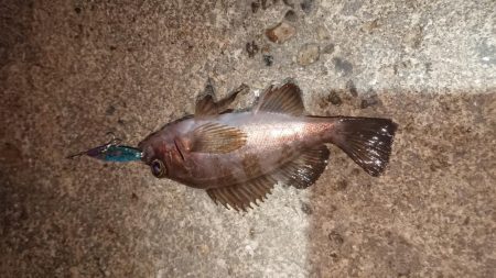 懲りずメバルプラッキング