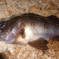 メバルプラッキング