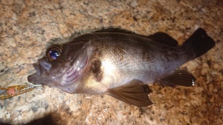 メバルプラッキング