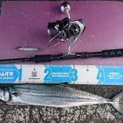 敦賀春のサゴシ祭り