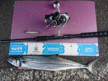 敦賀春のサゴシ祭り