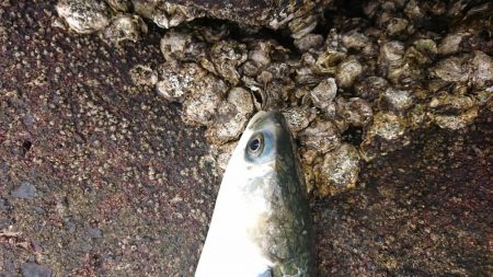 ボラばっかり。