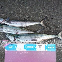 ４月中旬の敦賀サゴシ