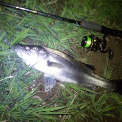 円山川シーバス❕❕❕