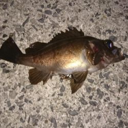 由良港でメバリング