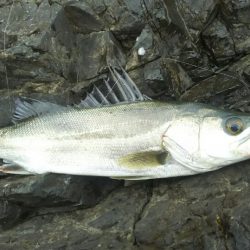 シーバス調査～門司少年自然の家前(地磯）