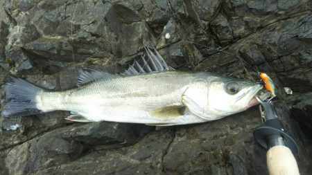 シーバス調査～門司少年自然の家前(地磯）