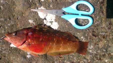 もう少しサイズほしいな