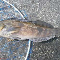 桜が散ってしまった。