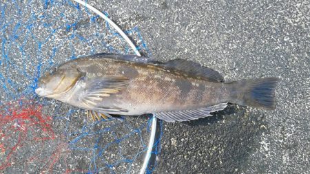 桜が散ってしまった。