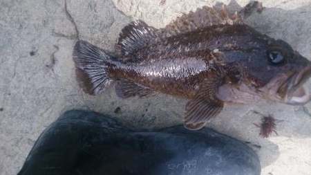 でたっ！モンスター