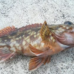 カサゴカサゴカサゴカサゴ