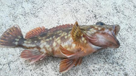 カサゴカサゴカサゴカサゴ