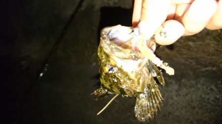 本命のタケノコメバル！