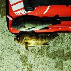 メバリング!3センチたらず!