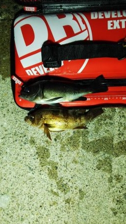 メバリング!3センチたらず!