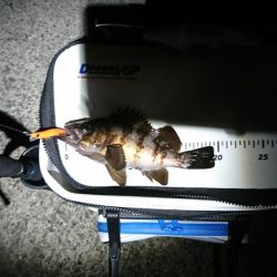 乗っ込みチヌつり