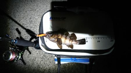 乗っ込みチヌつり