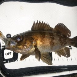 シーバスっぽい◯◯◯