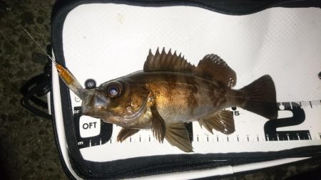 シーバスっぽい◯◯◯