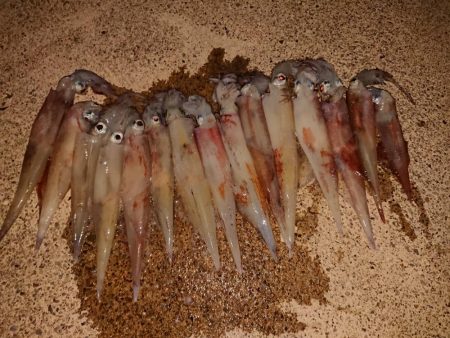 今期初の満足できた釣り