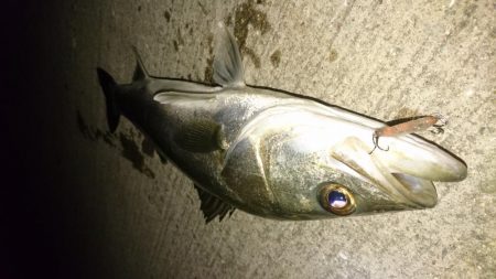 狙った魚は釣れない