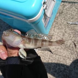 ちょい投げキス釣り