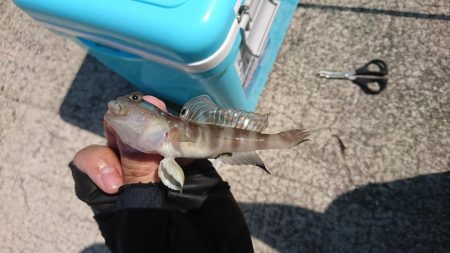 ちょい投げキス釣り