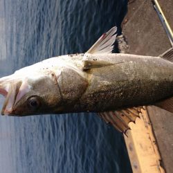 今年4回目の釣行でシーバス