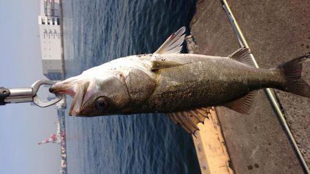 今年4回目の釣行でシーバス