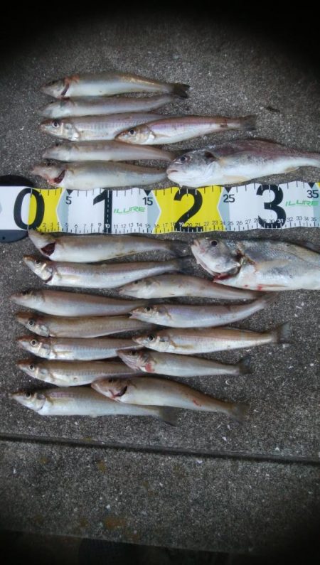 エギング及びキス釣りに