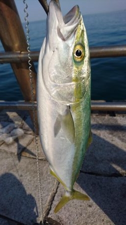 ブリチャレンジ