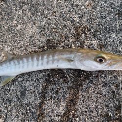西表島 今日もオニカマス 渋いです。