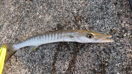 西表島 今日もオニカマス 渋いです。
