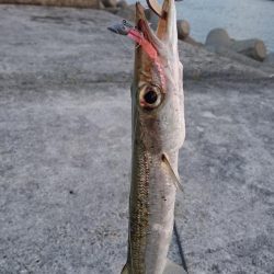 西表島 今日もオニカマス