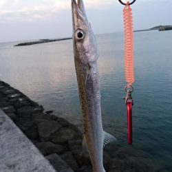 西表島 今日もオニカマス まだ渋いです。
