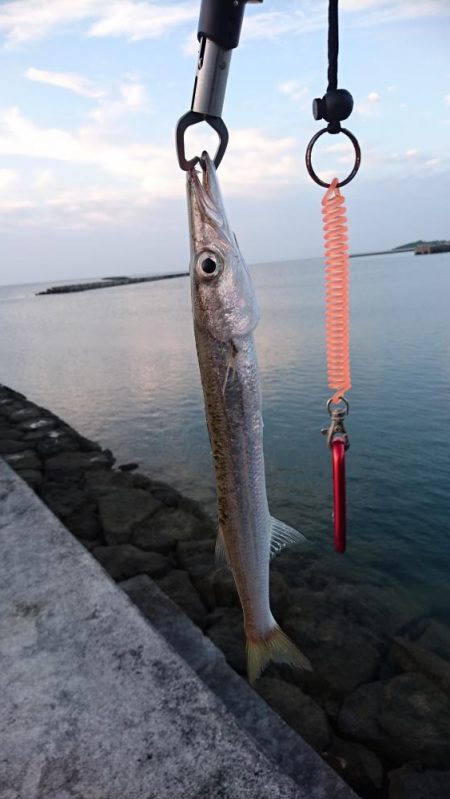 西表島 今日もオニカマス まだ渋いです。