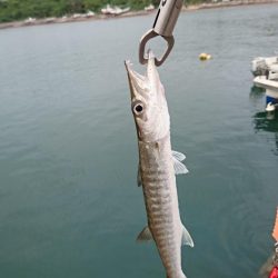 西表島 今日もバラクーダ