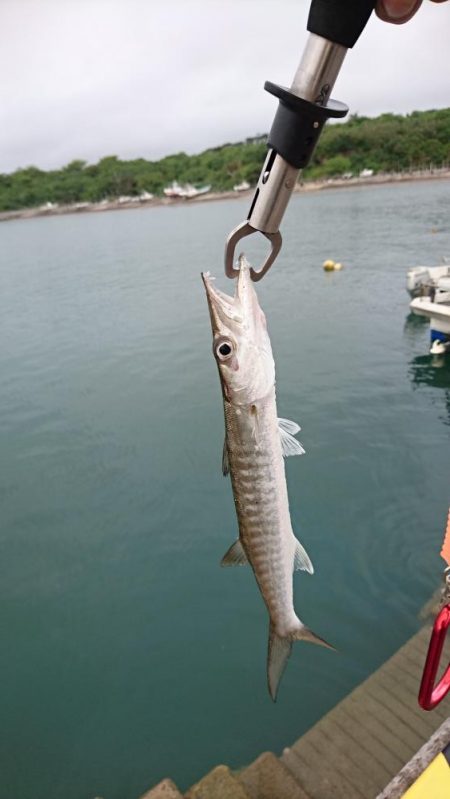 西表島 今日もバラクーダ