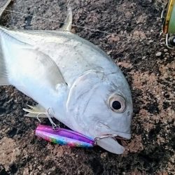 今日は無風 トップでロウニンアジ