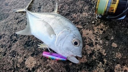 今日は無風 トップでロウニンアジ