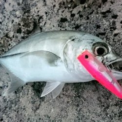 早朝よりポップクィーンでオニヒラアジ