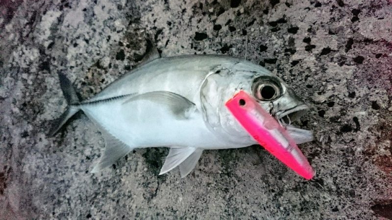 早朝よりポップクィーンでオニヒラアジ