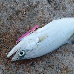 イケカツオです。