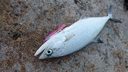 イケカツオです。