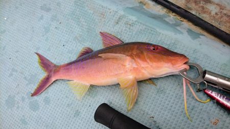 西表島１周オフショア