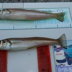 播磨新島へキス調査